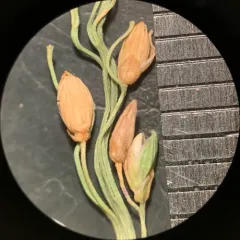 Long-panicled Panicgrass thumbnail 4