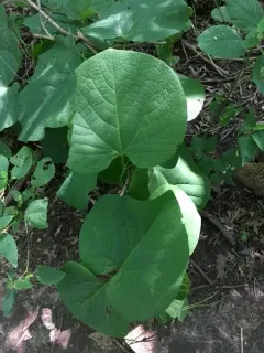pipevine thumbnail 3