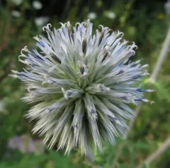 Glandular Globe-thistle thumbnail 2