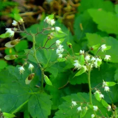 Threeleaf Foamflower thumbnail 2