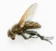 Tufted Clusterfly thumbnail 4
