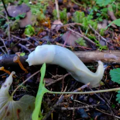 Pacific Banana Slug thumbnail 1