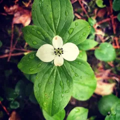 Western Bunchberry thumbnail 4