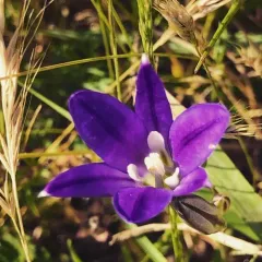 harvest brodiaea thumbnail 3