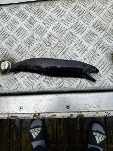 Threelight Dragonfish
