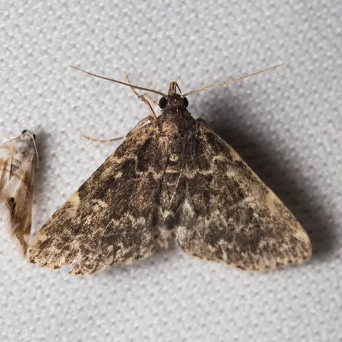 Smoky Idia Moth