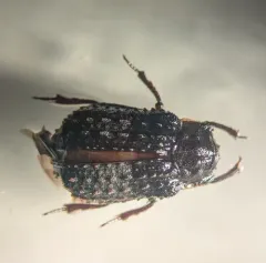 Trox variolatus thumbnail 3