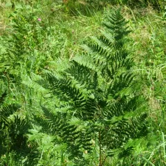 common bracken thumbnail 5