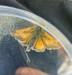 Dakota Skipper thumbnail 3