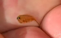 Circumpolar Fairy Shrimp thumbnail 4