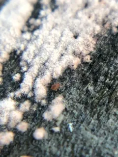 Sphaeridia pumilis thumbnail 1