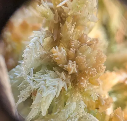 Prairie Peatmoss