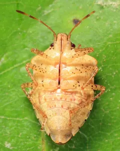Euschistus politus thumbnail 2