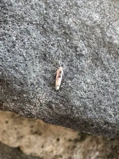 Eight-spotted Leafhopper thumbnail 4