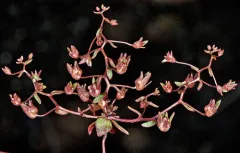stoutstem threadplant thumbnail 4
