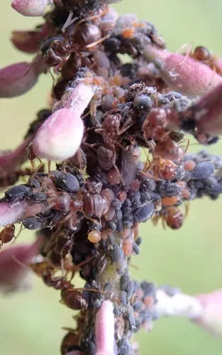 Aphis varians