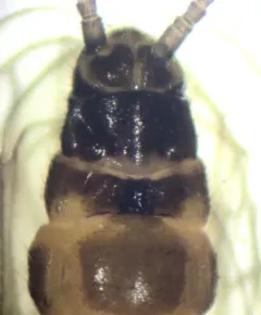 Boreal Snowfly thumbnail 3