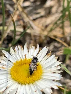 Sixteen-spotted Cuckoo Carder Bee thumbnail 3