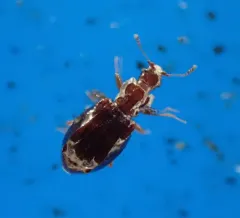 Swollen Fungus Beetle thumbnail 4