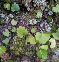 Bolander's Ragwort thumbnail 1