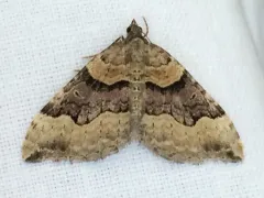 Xanthorhoe alticolata thumbnail 3