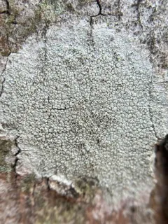 Branch Bumps thumbnail 2