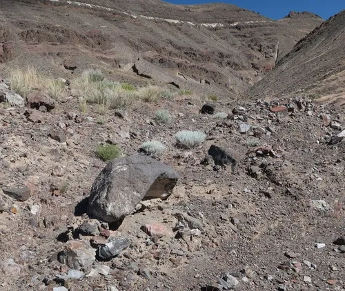 Desert Collared Lizard