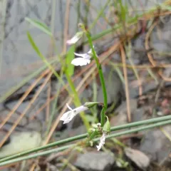 Water Lobelia thumbnail 1