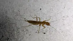 Mount Saint Helens Grylloblattid thumbnail 2