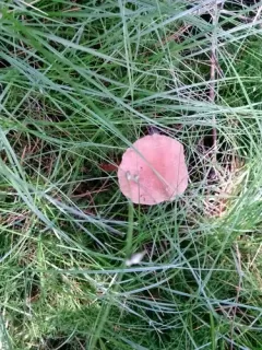 Laccaria nobilis thumbnail 1