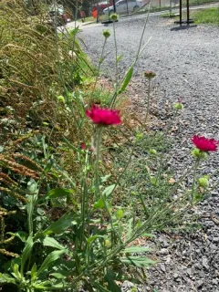 Macedonian scabious thumbnail 4