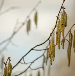 common hazel thumbnail 3