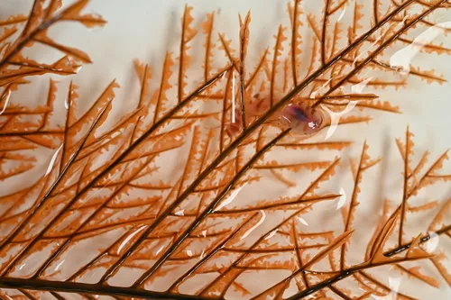 Dendrobathypathes boutillieri
