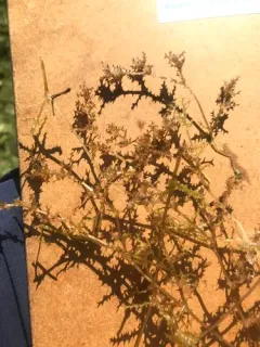 holly-leaved water nymph thumbnail 4