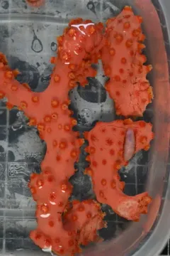 Bubble Gum Coral thumbnail 2