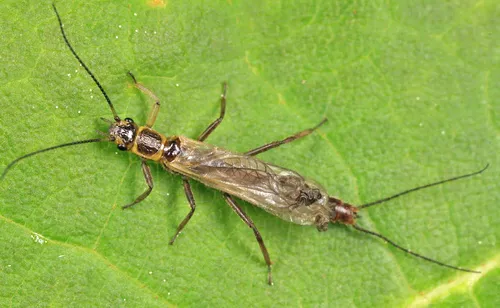 Gaspé Sallfly
