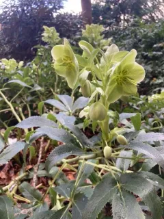 Corsican Hellebore thumbnail 2