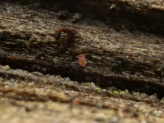 Sminthurides aquaticus thumbnail 1
