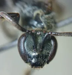 Friendless Sweat Bee thumbnail 4