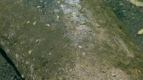 Provanna laevis