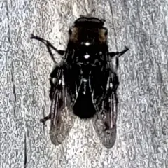 Bumblebee Catkin Fly thumbnail 4