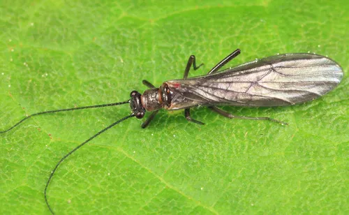 Lovely Forestfly
