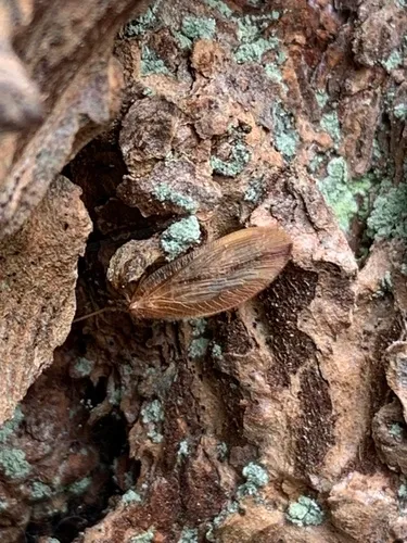Hemerobius bistrigatus
