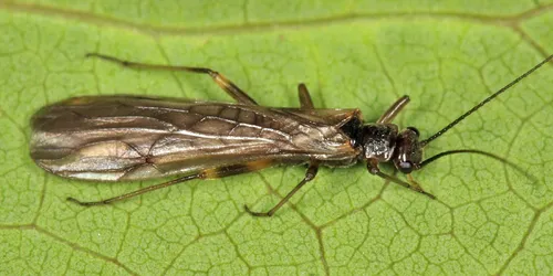 Spiked Forestfly