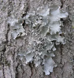 powdered ruffle lichen thumbnail 4