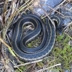Plains Garter Snake thumbnail 4
