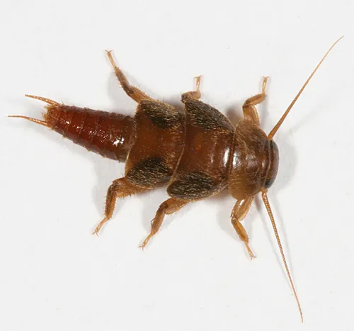 Common Roachfly