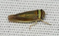 Colladonus brunneus thumbnail 1