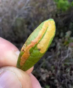 Labrador Tea Leaf Miner thumbnail 4