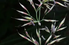 Calamagrostis howellii thumbnail 2